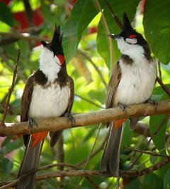 二、缝叶鸟的食物
