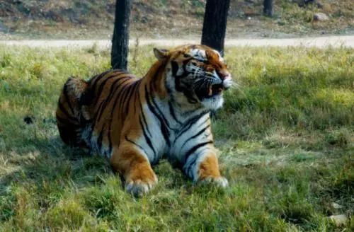 爬上虎的三大特点