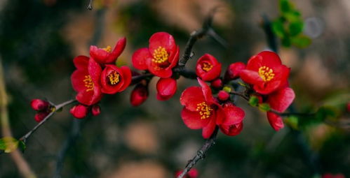 第五步：养护细心，浇水要适量