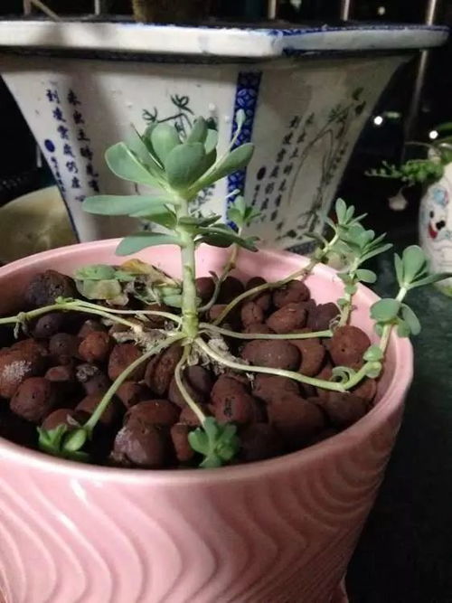 黄丽叶子储存水分， 过多浇水要不得