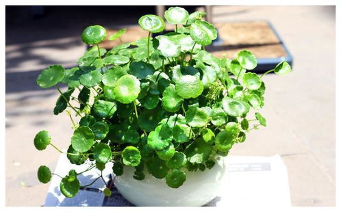 懒人花卉养护， 轻松生活新体验