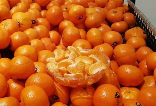 杏核泡三天就发芽？别信了！