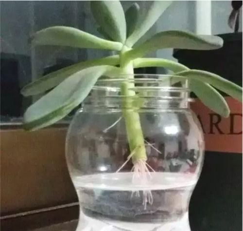 多肉水培生根，如何快速实现