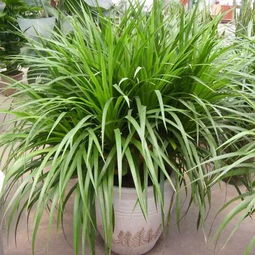 茶叶水浇虎尾兰兰花？养花秘籍，一招搞定！