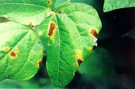 菜豆病害防治小指南