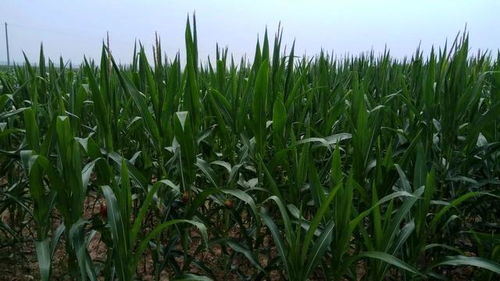 掌握喷施时间与方法