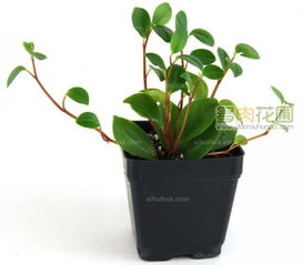 黑藻，水中的绿宝石