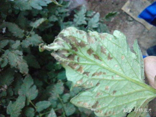 番茄灰叶斑病防治策略