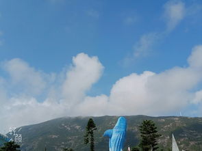 西门塔尔牛的牧草选择