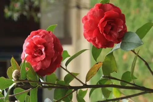 小妙招三：草木灰也嫩用