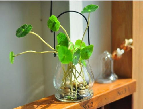 水培花卉的养护技巧