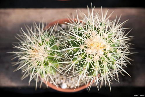 一、仙人球的奇妙世界