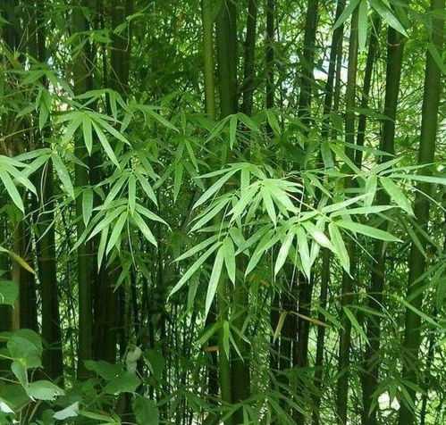 竹子属于什么植物？这些关于竹子的知识你了解多少