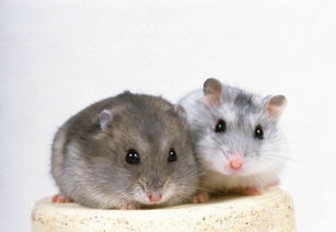生物杀虫剂：仓鼠的隐形威胁