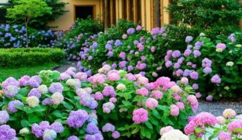 四季常开易养爆品花卉推荐