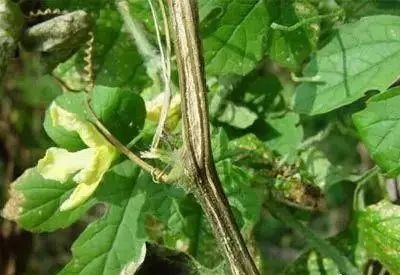 黄瓜病害防治那些事儿