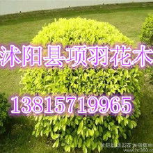 15. 落羽杉：水边的坚强者