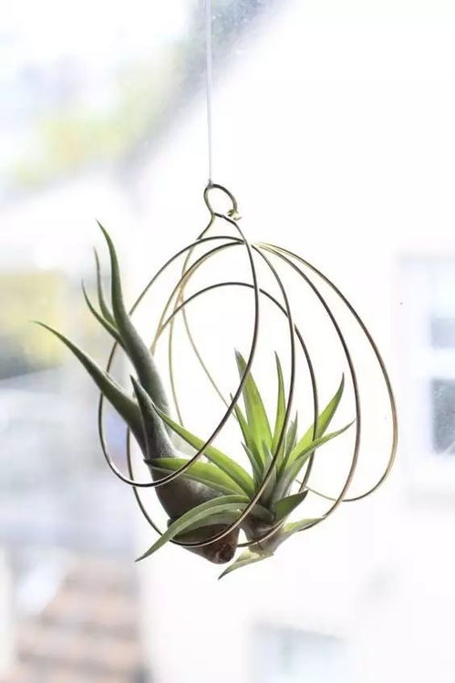 无根植物如何存活？在水中生长真的可行吗