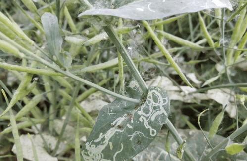“喷洒农药，如何彻底清除花草害虫