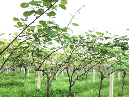 硝酸钾淋施用量