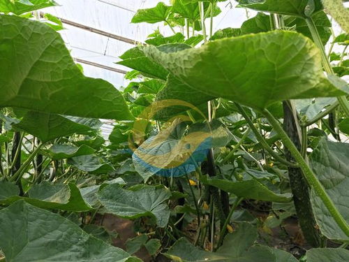 黄瓜种植适合使用哪种肥料？