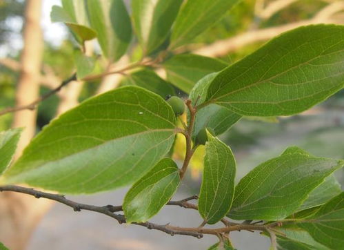 重皮， 我的名字叫重楼皂苷