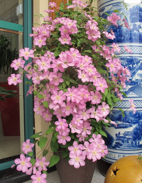 先说说我Zui喜欢的几种花吧