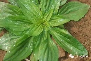 十月采车前草亏本真相， 种植新手常见错误揭秘