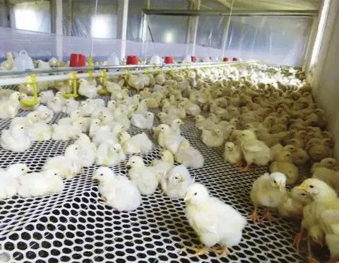 鸡吃发酵饲料有哪些好处和弊端？对鸡的生长和健康有何影响？