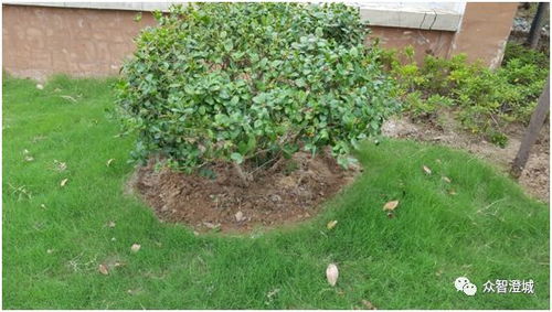 三月份的园林绿化养护要点