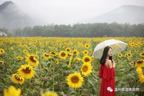 果汁电影的美学