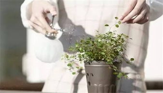 浇花草的学问，你懂多少？