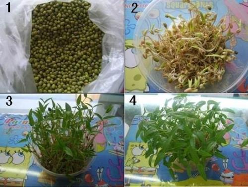 绿豆种植方法？绿豆生长过程是怎样的
