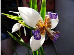 孔雀兰，优雅兰花