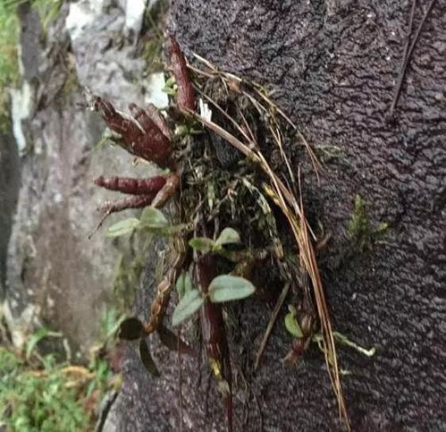 石头保持鲜艳颜色的方法