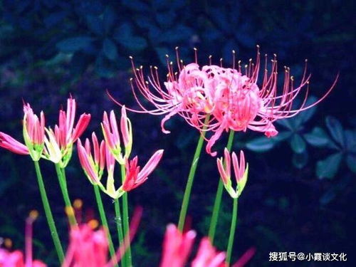 红色曼陀罗花语中，那神秘而诱人的魅力究竟蕴含着怎样的深层内涵