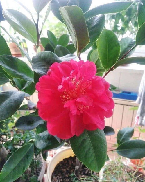 夏天茶花怎么养才能开花？
