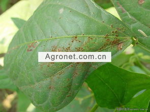 那这病对咱们吃的影响大不大？