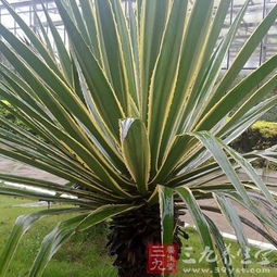 金边龙舌兰的药用价值