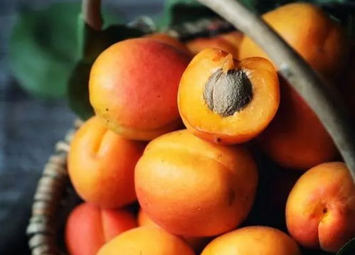 杏子果核的秘密， 种植技巧大揭秘