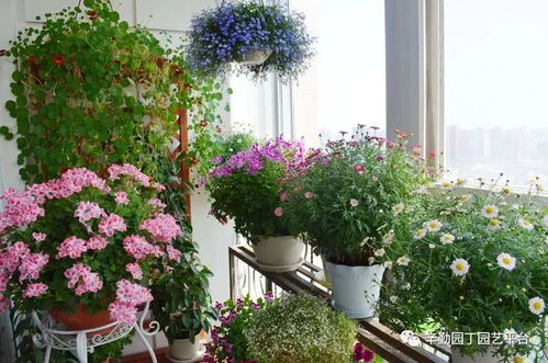 春天地铁口的红色变奏曲