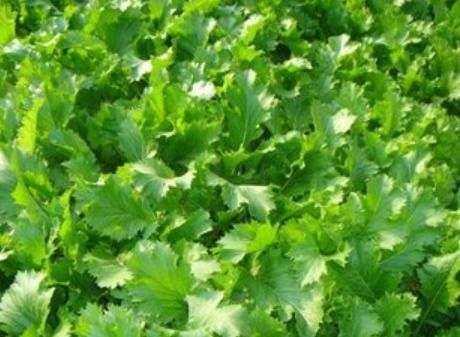 雪里蕻，雪中的红宝石