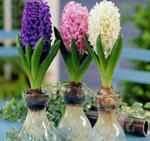 风信子花期过后怎么办？别扔