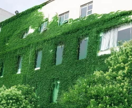 楼顶种爬藤植物，平安吗？