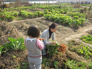 农作物与农药的纠葛