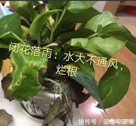 绿萝冬天怎么养，避免冻伤