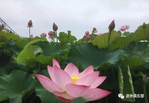 无锡市花太湖荷花，历史悠久