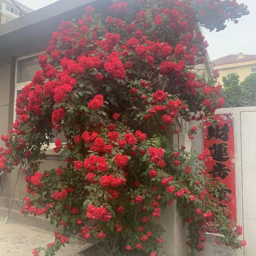 蔷薇种植：土壤密码的三大黄金法则揭秘！