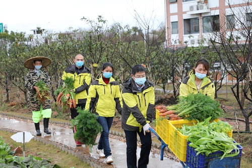 云南省耿马县亚麻种植技术指导员深入田间