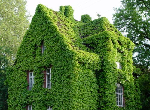 爬山虎种植：春季还是秋季梗合适？